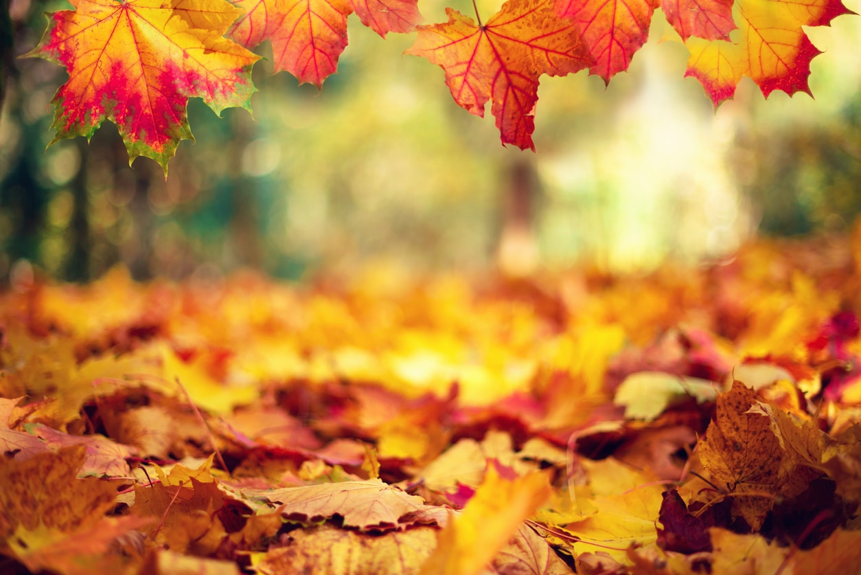 Autumn maple leaves in sunlights, sunny bokeh. Beautiful nature background with forest ground. Banner. Concept of fall season. Golden autumn card.